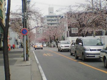 寒桜１.jpg